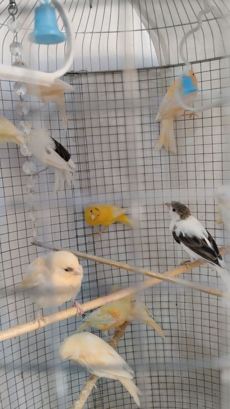 Продаются птицы канарейки молодые , детёныши мозаик.. Продаются птицы канарейки молодые , детёныши мозаик..