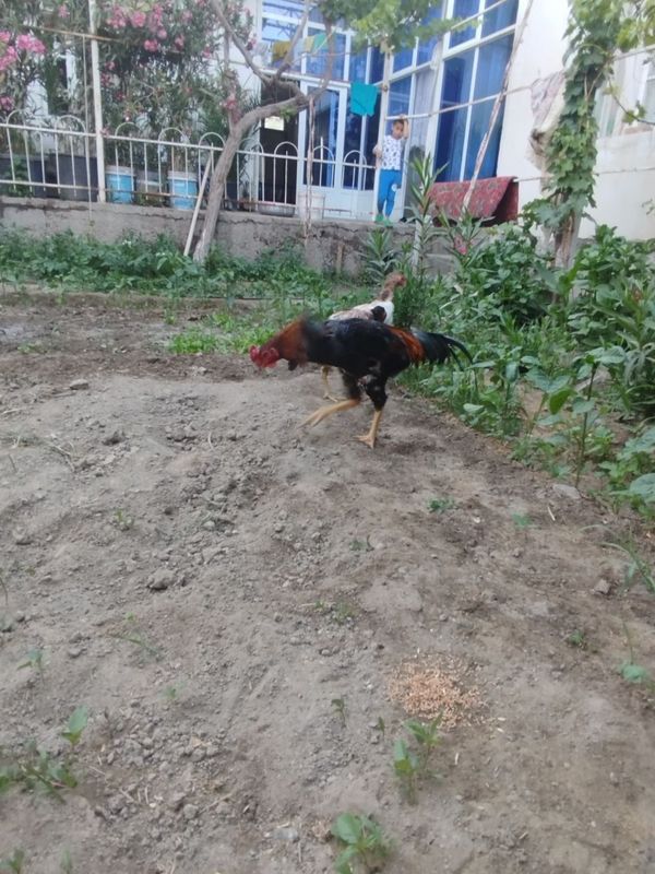 Kulangila sotiladi Kulangila sotiladi