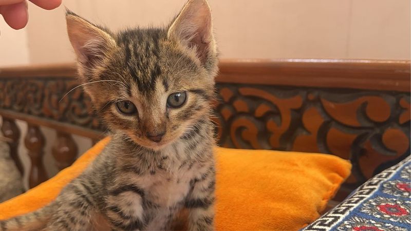 Отдам котенка в хорошие руки Отдам котенка в хорошие руки