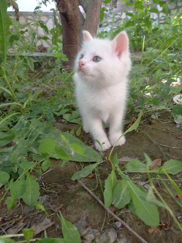 Продаётся кошка Продаётся кошка