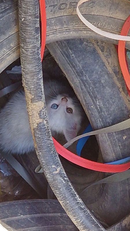 Кошка глаза разные желтый синий Кошка глаза разные желтый синий