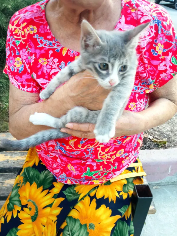 Котенок в добрые руки Котенок в добрые руки