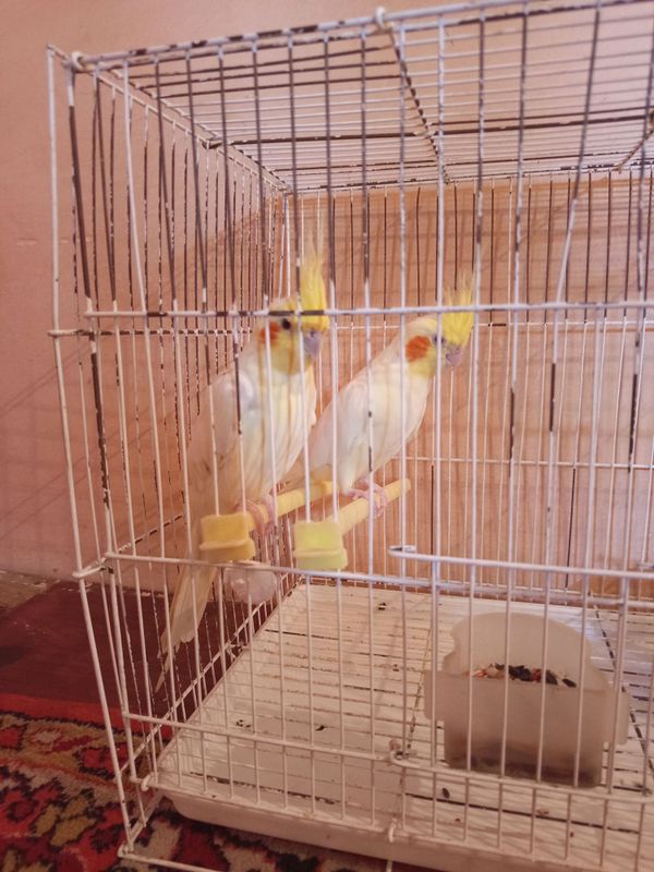 karella qushi sotiladi karella qushi sotiladi
