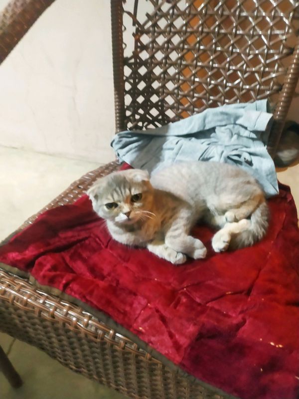 fold sotiladi kelishamiz
