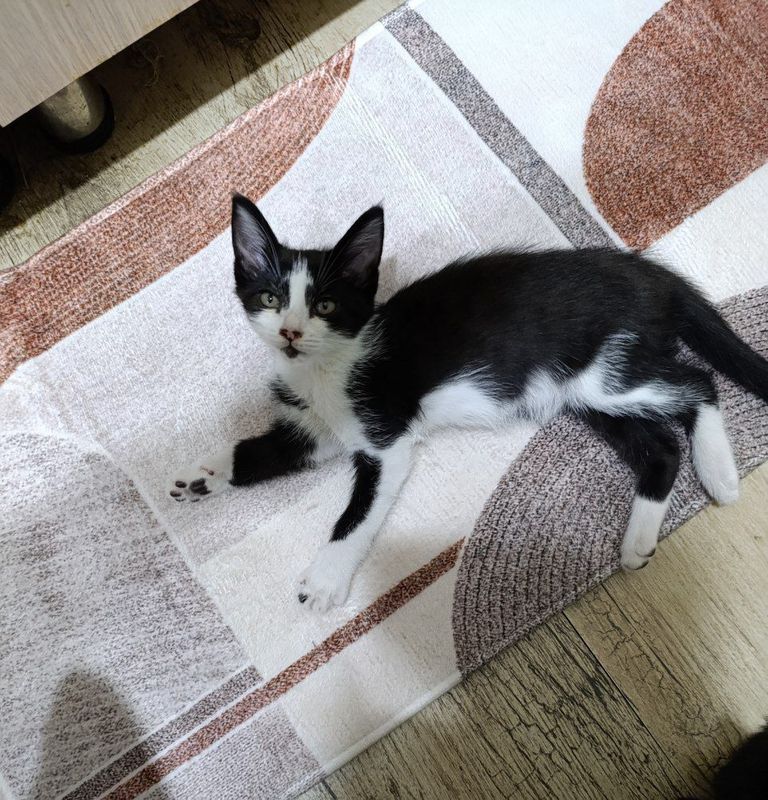 Котёнок бесплатно Котёнок бесплатно