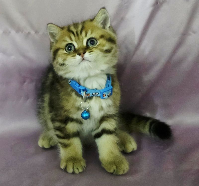 Золотая Шиншила(British Shorthair) Золотая Шинши Золотая Шиншила(British Shorthair) Золотая Шинши