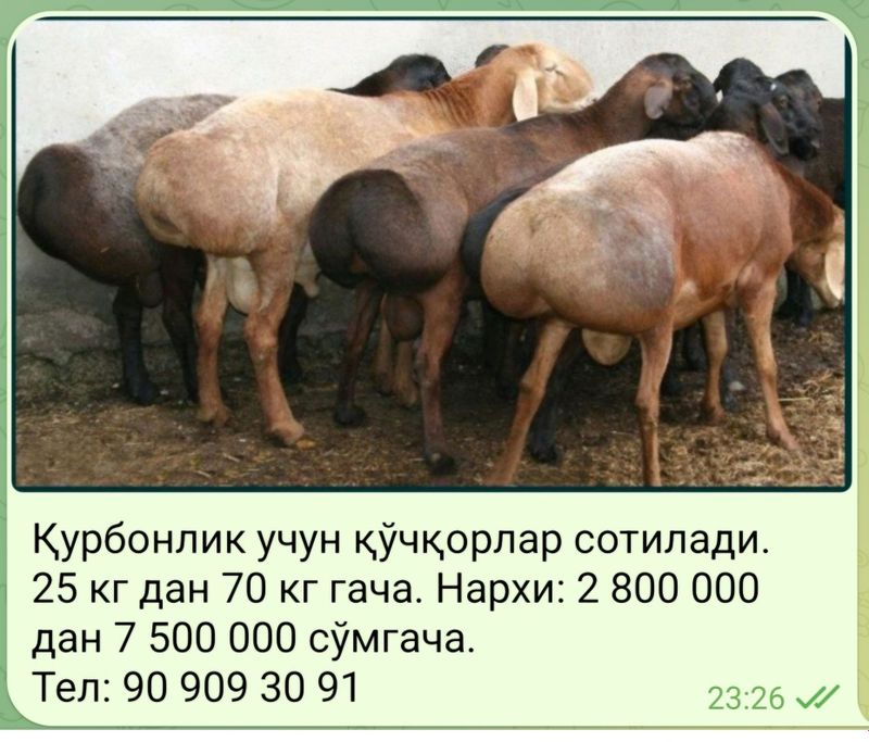 Қурбонлик учун қўчқорлар сотилади.