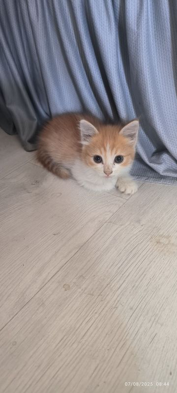 Mushuklar Hadya qilnadi 2ta ona 5ta bolasi