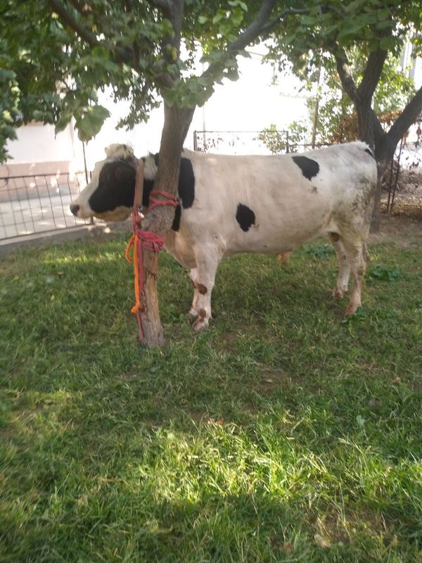 2 ta buqa sotiladi