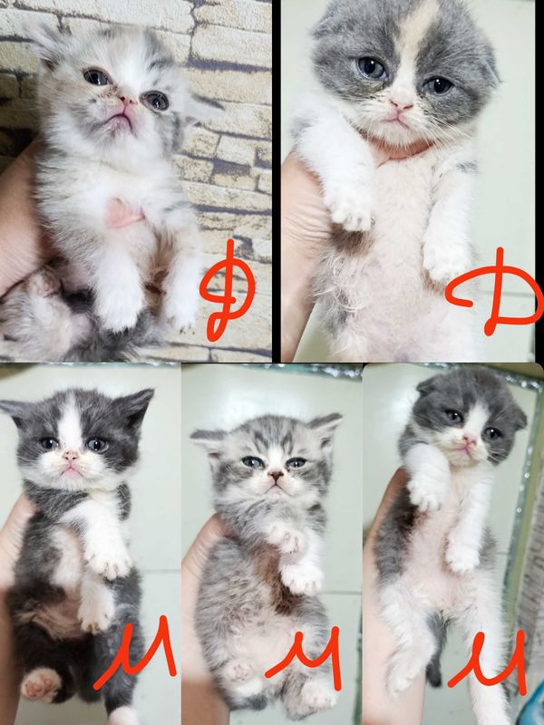 Котята Шотландские Котята Шотландские