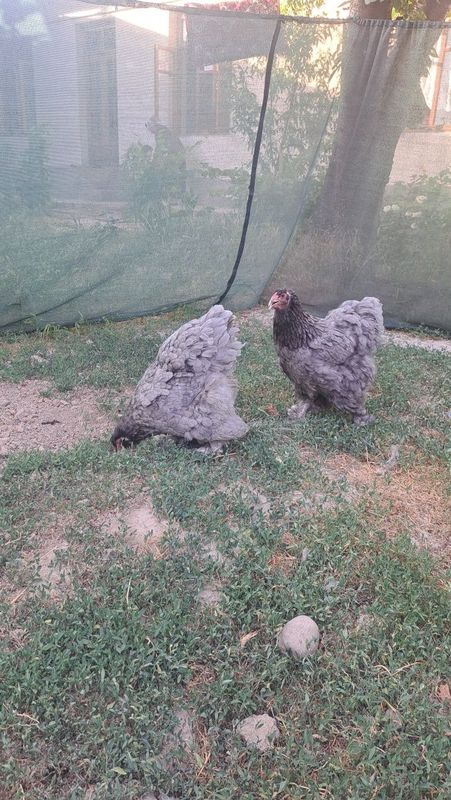 БРАМА Голубой товуклар БРАМА Голубой товуклар