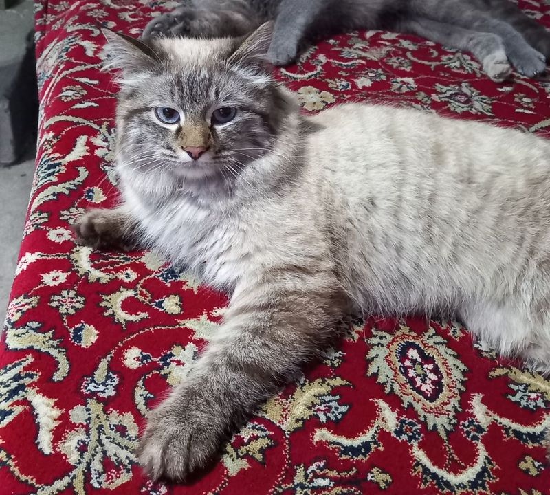 Вязка невская маскарадний кот Вязка невская маскарадний кот
