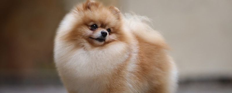 Померанский шпиц Померанский шпиц