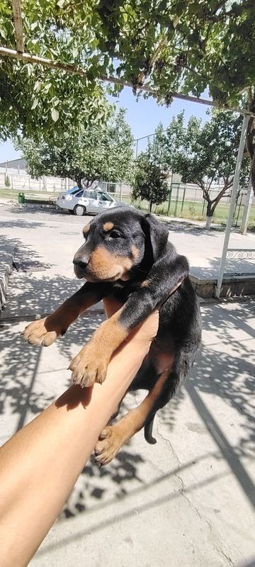 Doberman bolalari gold ranglaridan ham bor
