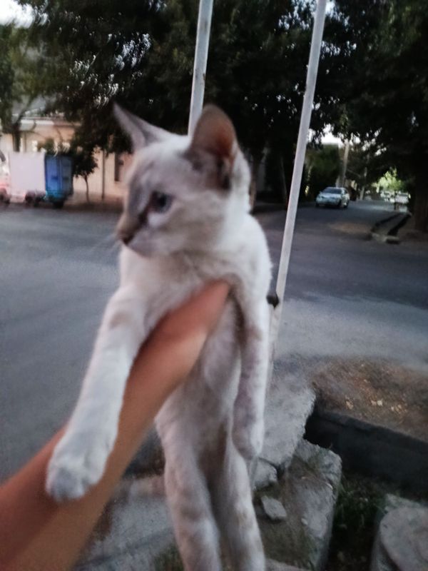 Сиамский мушукча Сиамский мушукча