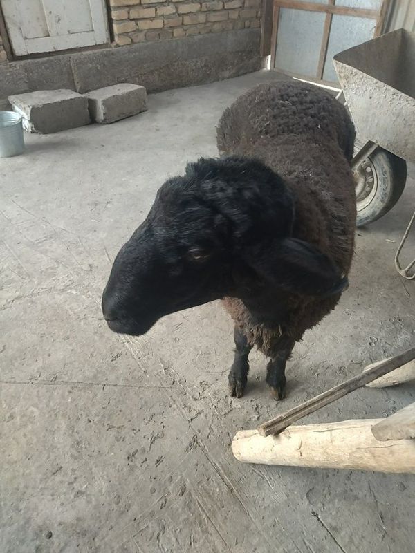 . Ассалому алайкум бродарлар шу кучкор ни курбонлика оладиганларга сот . Ассалому алайкум бродарлар шу кучкор ни курбонлика оладиганларга сот