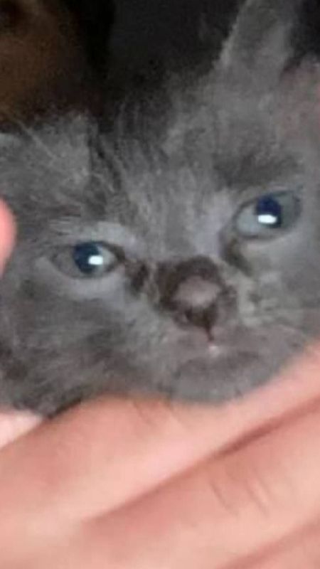 SKOLCH FOLD 2 OYLIK ,Toza zotli. SKOLCH FOLD 2 OYLIK ,Toza zotli.