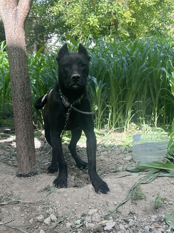 Pitbul sotiladi 6 oylik yeb ichishi zur. Pitbul sotiladi 6 oylik yeb ichishi zur.