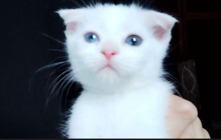 Scottish fold britanets Scottish fold britanets