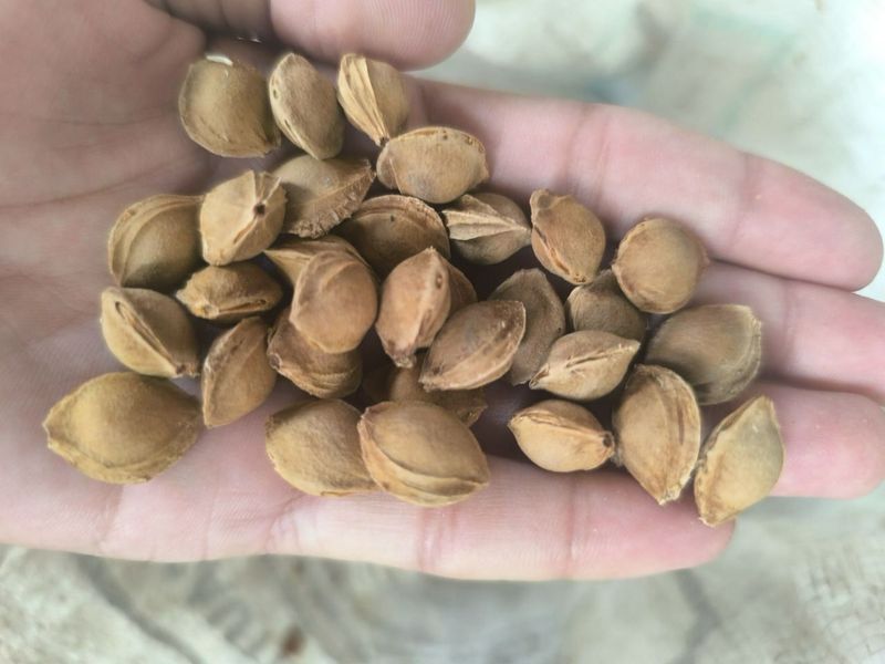Donak sotiladi 30kgcha bor