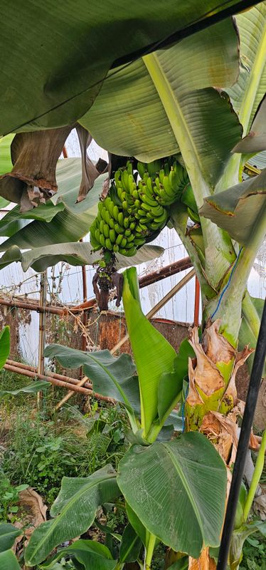 Банан кучатлари королевский банан Banan ko'chatlar Банан кучатлари королевский банан Banan ko'chatlar