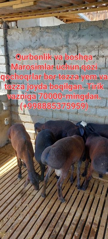 Qozi qochqorlar kg ham oyoģidan ham sotiladi Qozi qochqorlar kg ham oyoģidan ham sotiladi