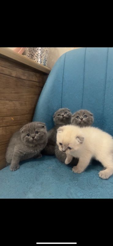 Шотландские выслоухие котята! Шотландские выслоухие котята!