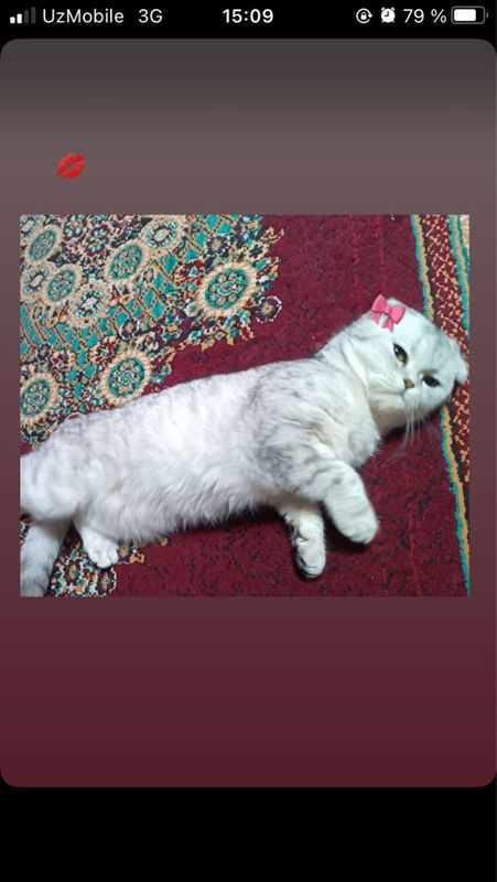 Serebristi shinshilla sotiladi qz Serebristi shinshilla sotiladi qz
