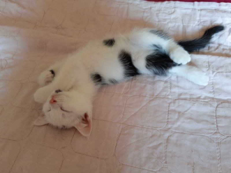 Отдам маленькое счастье, котеночка! Отдам маленькое счастье, котеночка!