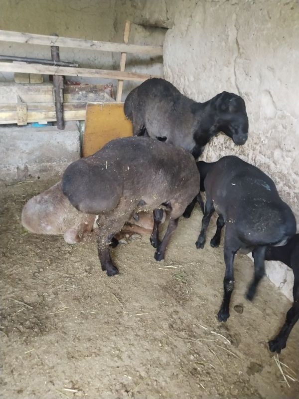 Qurbonlik uchun pokiza boqilgan qo'ylar bor Qurbonlik uchun pokiza boqilgan qo'ylar bor