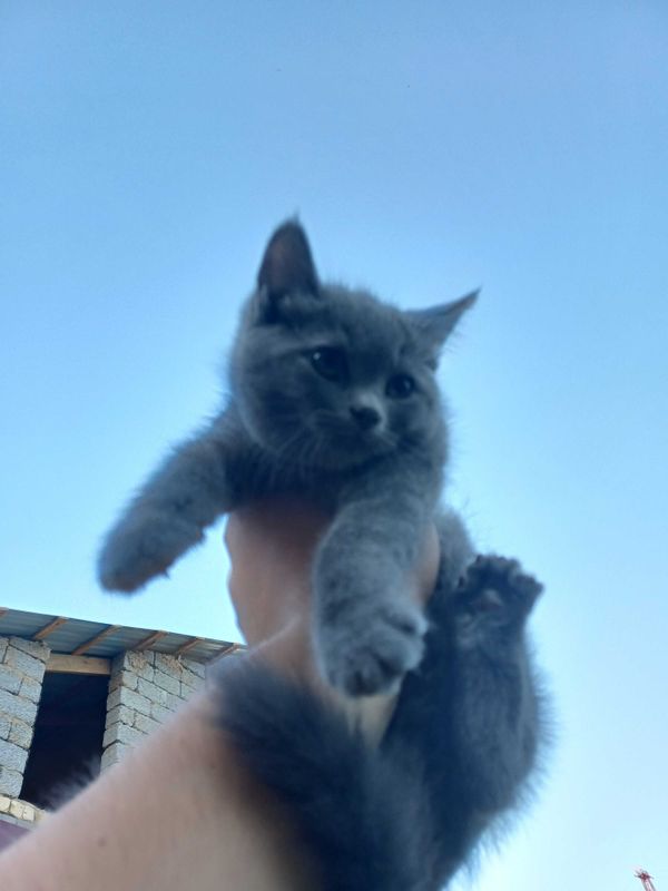 Продается Шотландский котята Продается Шотландский котята