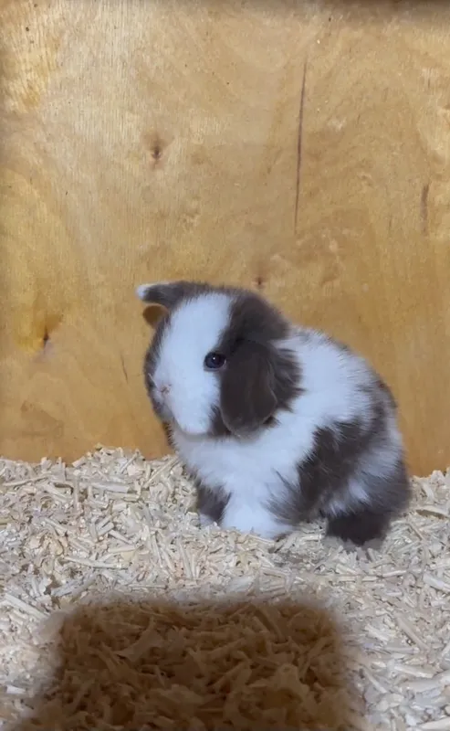 Продается минилоп сплинт