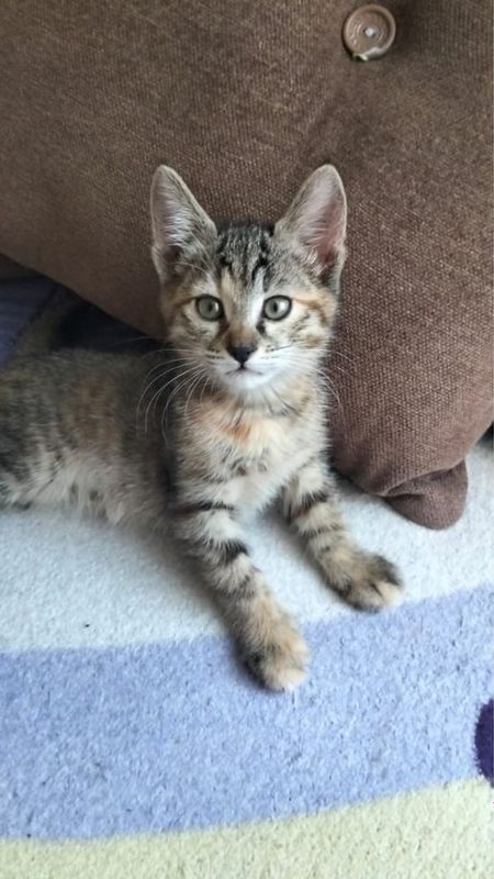 Отдам котят в хорошие руки Отдам котят в хорошие руки