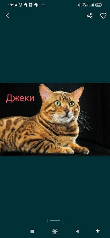 Вязка бенгальского кота Вязка бенгальского кота