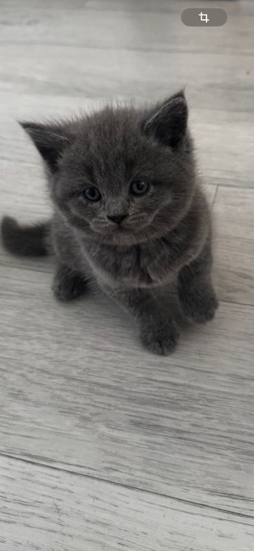 Продаются котенок страйт мальчик