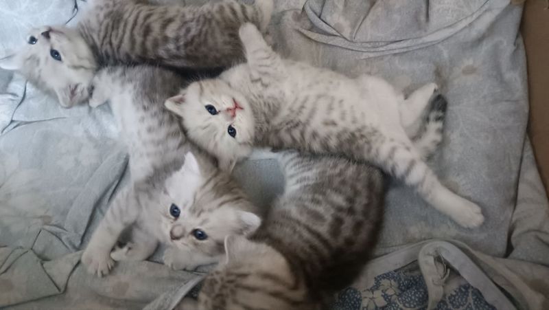 Зотдор мушуклар Зотдор мушуклар