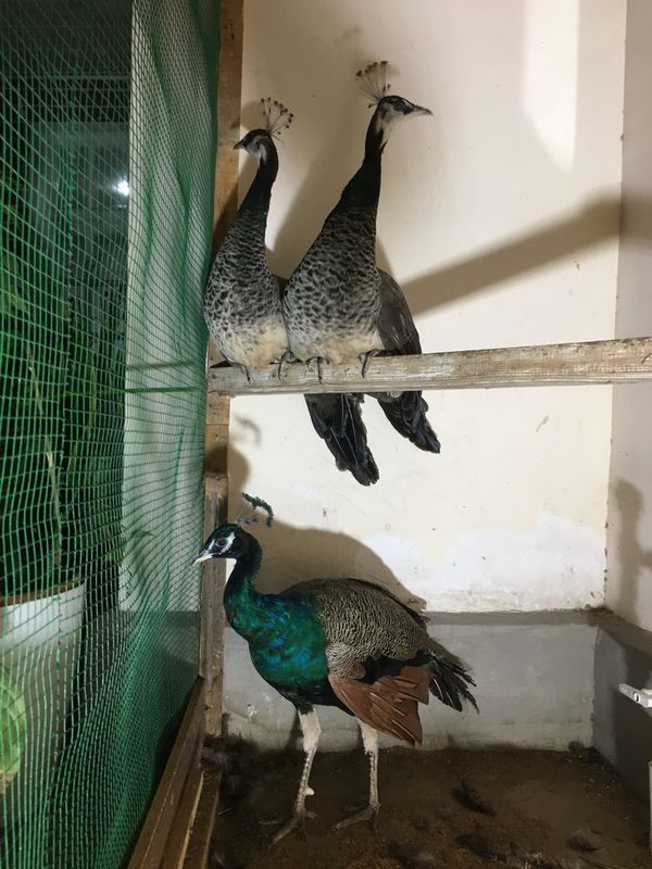 Tovus. sotiladi Tovus. sotiladi