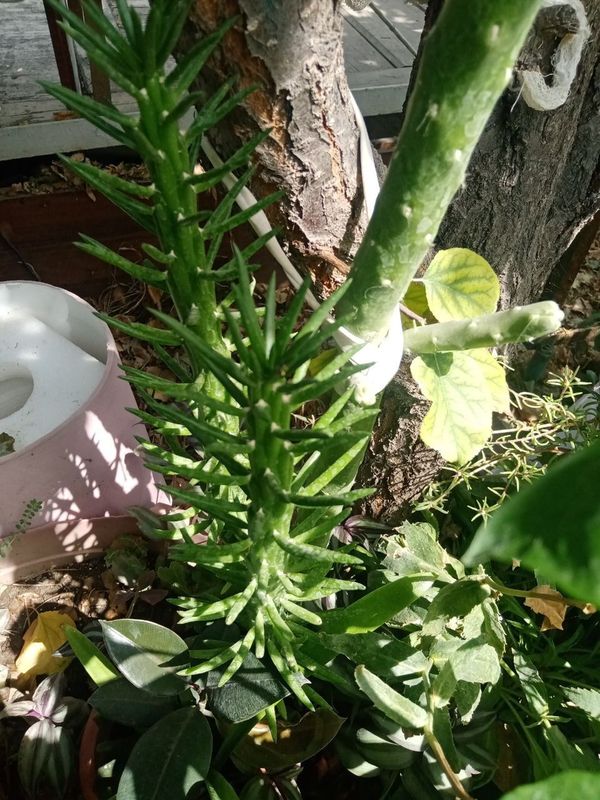Gullar sotiladi. Продаются цветы Gullar sotiladi. Продаются цветы
