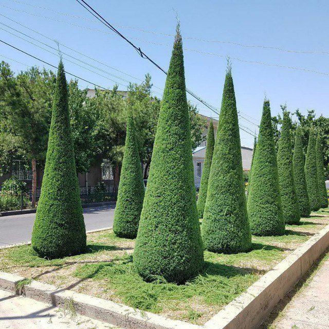 Archa stirichka qilish dorilash Archa stirichka qilish dorilash