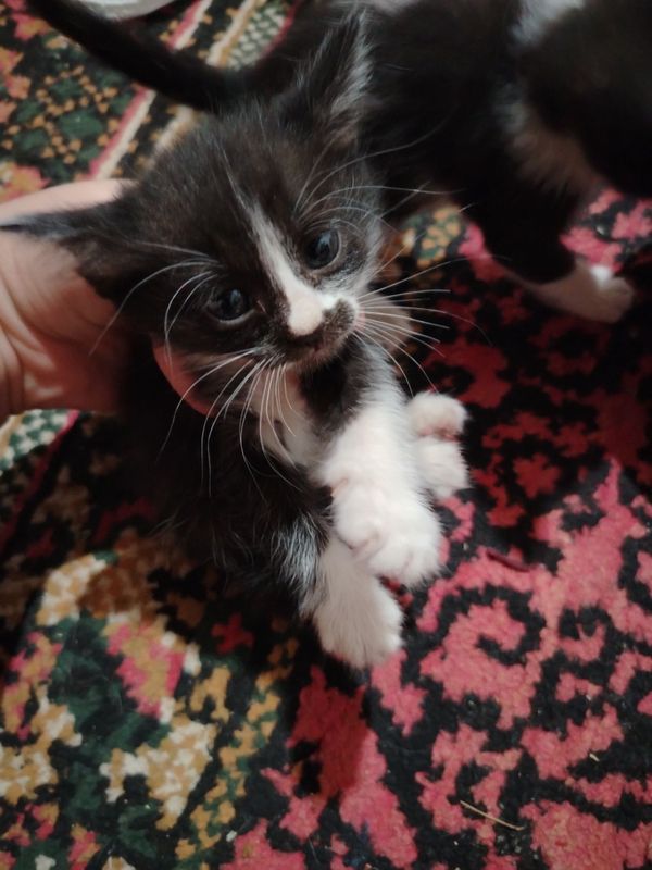 Qara ala 4pishiq balasi Qara ala 4pishiq balasi