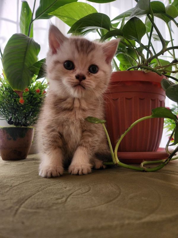 Shirin msuhukchalar Shirin msuhukchalar