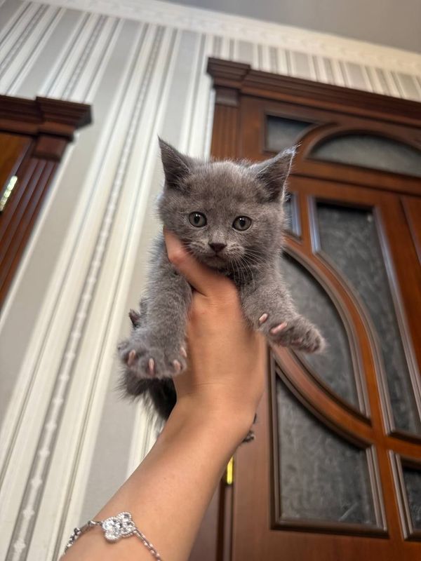 Продается котенок!!! Продается котенок!!!