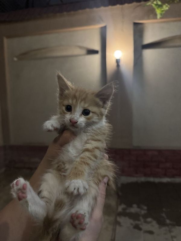 Котята 2месяца станут вашим другом Котята 2месяца станут вашим другом