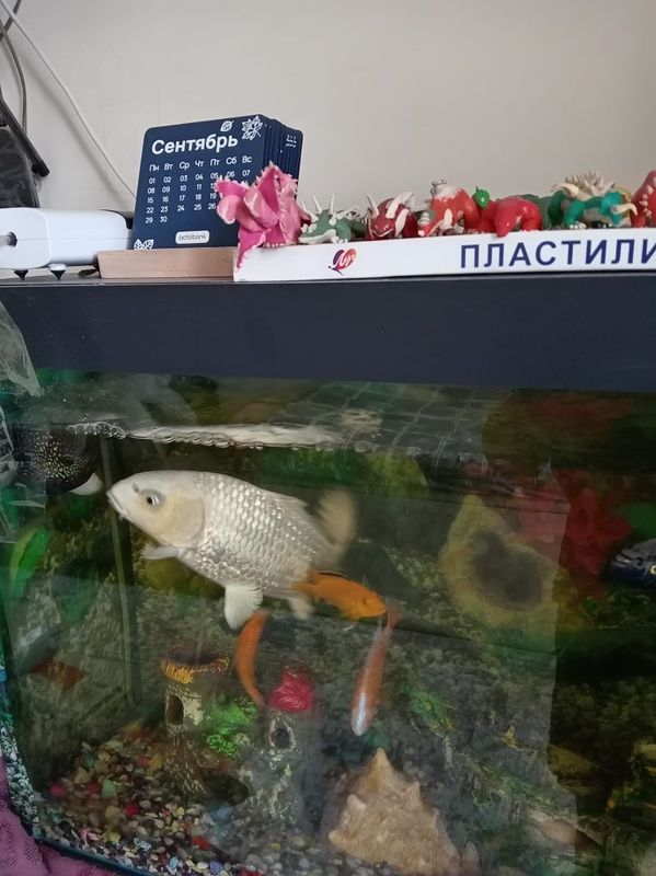 Продаётся рыба кое
