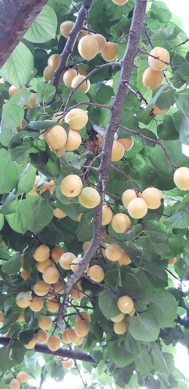 O'rik (kompot va murabbo uchun, shirin)