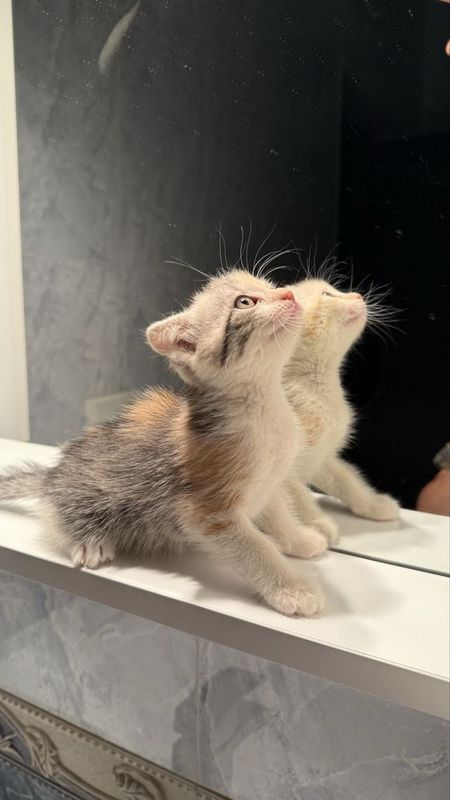 Котенок. Мушукча.