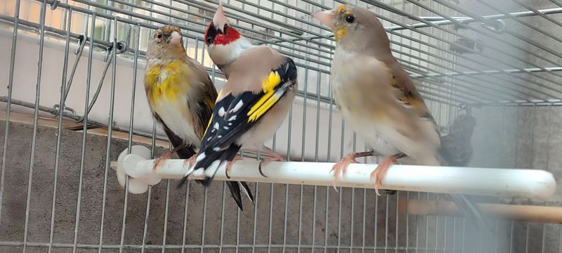 Qush Kokil gibrit Sotiladi Qush Kokil gibrit Sotiladi