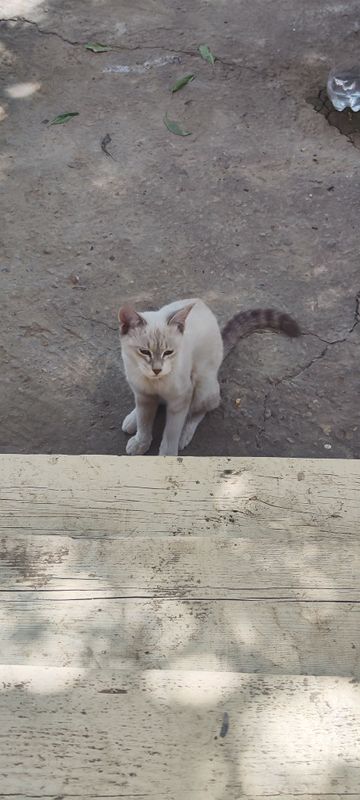 siyamskiy+tayskiy