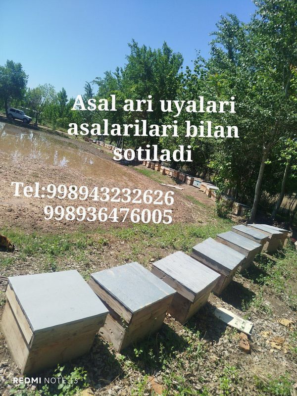 Asal ari va uyalari sotiladi.MANZIL BUXORO VILOYATI QORAKOʻL TUMAN