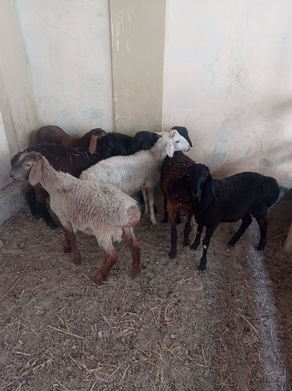 Qoylar sotiladi qochqor Qoylar sotiladi qochqor
